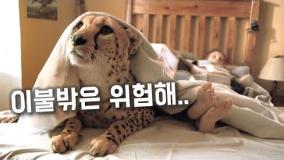 듀마 (2005년) - 집에서만 자란 치타를 야생에 돌려보내면 벌어지는 일 [영화리뷰/결말포함]