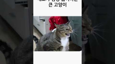 복싱 배운 고양이