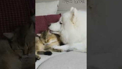 강아지가 고양이에게 스킨십을 요구하면 생기는일!