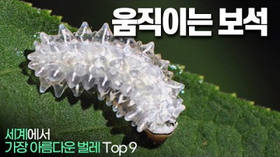 세계에서 가장 아름다운 벌레들 Top 9 !!