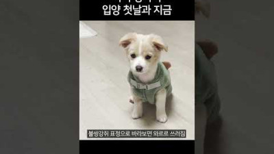 아기강아지 입양 후..