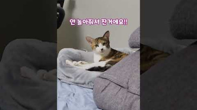 세상에 이런 수다냥이? 개냥이의 역대급 수다
