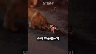 고양이가 끌려가고 있는 이유#shorts
