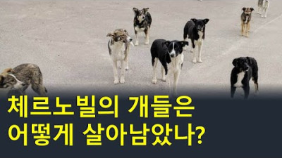 개와 인간의 차이점은? <체르노빌에서 살아남은/산모에게 위험한 마취제로 바꿀 계획 중/사이비 매스컴에 의한 의사들이 부작용 생각지 않는다 돈뿐>