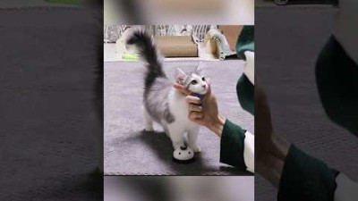 고양이가 훈련이 안 된다는 건 거짓입니다