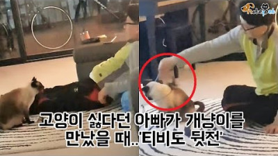 고양이 싫다던 아빠가 개냥이를 만났을 때..'TV도 뒷전'