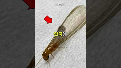 한국에 있으면 '절대' 안되는 곤충 (최근 발견됨)