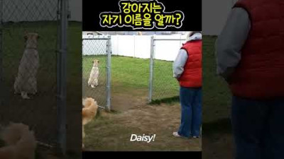 강아지는 자기 이름을 알까?