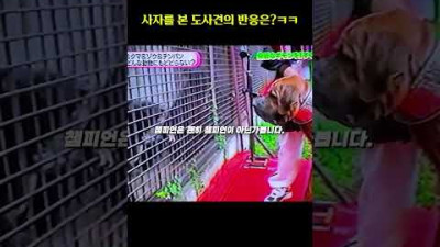사자를 본 챔피언 도사견의 반응은?ㅋㅋ