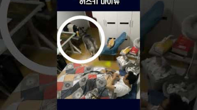 아픈 주인에게 물까지 떠주는 댕댕이 허스키
