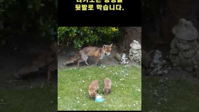 동생의 밥을 뺏어 먹는 얄미운 여우