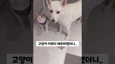 고양이 이쁘다 해주라 했더니 강아지 반응 (진돗개)