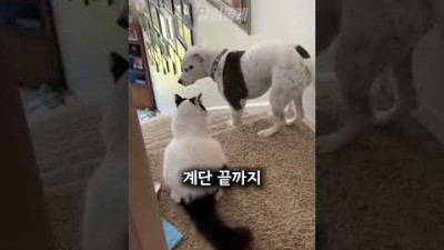 냥냥펀치가 두려웠던 강아지ㅋㅋㅋ
