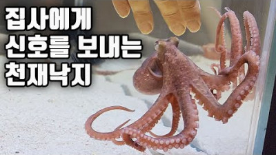 시장에서 곰치 먹이로 데려온 산낙지 이정도면 천재 아닌가요?