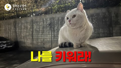 길고양이에게 간택 당했어요.