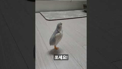 미니메추리의 서글픈 3단고음 하울링ㅋㅋ