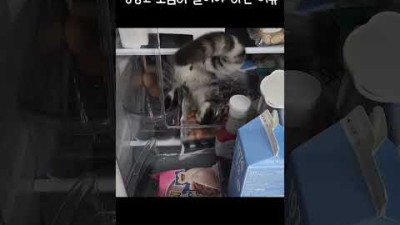 냉장고 함부로 열면 안되는 이유 #shorts #고양이일상 #고양이일상