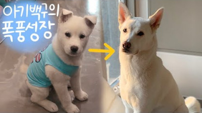 진돗개 성장속도 얼마나 빠를까? (감동주의!) / 아기백구 폭풍 성장 과정 ㅣ 중 대형견 l Korean Jindo dog