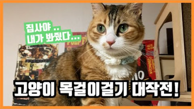 고양이 목에 목걸이 달기(feat. 퓨리나 원 캣 고양이용품)