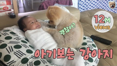 포메라니안 레페 아기보는 강아지 생후2개월 아기