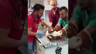 사람의 말을 이해한 고양이
