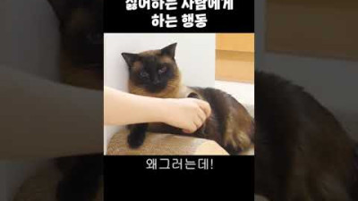 고양이는 싫어하는 사람에게 이렇게 합니다