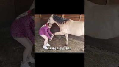 말 뒤에서 엉덩이를 때리면 이렇게 됩니다... #shorts