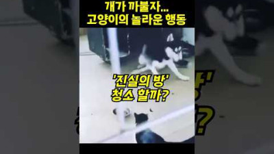 ‘냥아치’ 고양이에게 까불면…