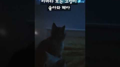 아바타 보는 고양이 반응 #고양이 #shorts