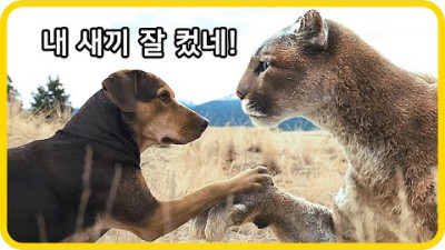 영화제목 : 더 웨이 홈 (퓨마를 업어 키운 개의 실화)