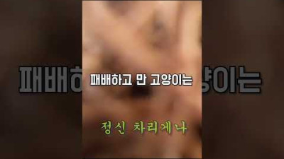 길냥이에게 바디캠을 달아보았다