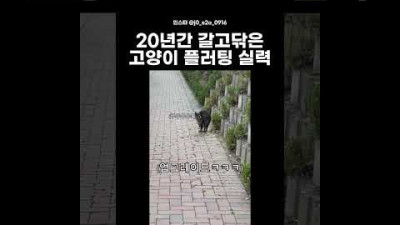 갖고싶다 고양이