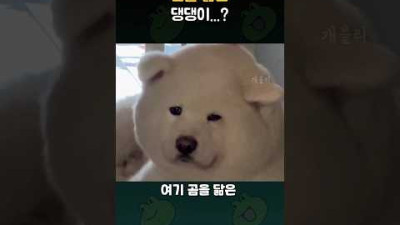백곰을 닮은 댕댕이...? (동물들)
