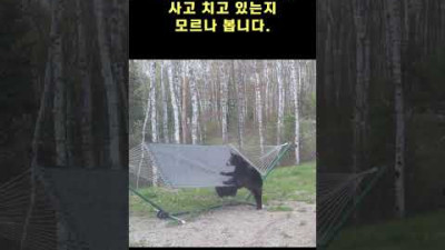 해먹을 타고 노는 아기곰