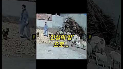 닭 우습게 보고 까불다가..