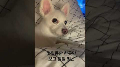 귀신보는 강아지?