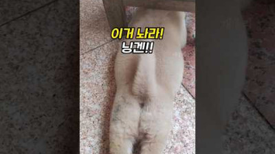 수상할 정도로 의자에 집착하는 댕댕이