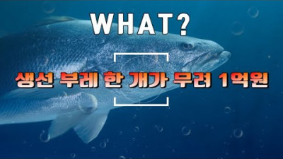 생선 부레 한 개가 무려 1억원???