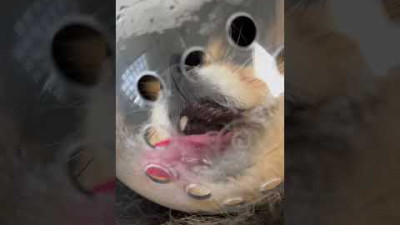 개 발을 다듬는 방법
