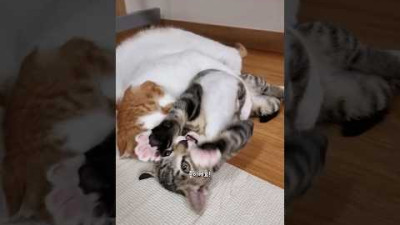 고양이 싸움과 장난 구별방법 7가지 #shorts