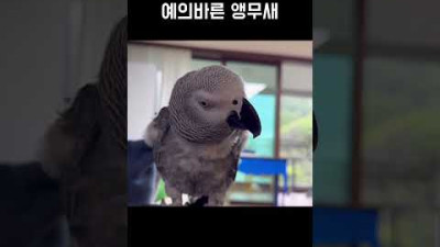 자기 아는척 해줬다고ㅋㅋㅋㅋ 인사하는 앵무새 ^^