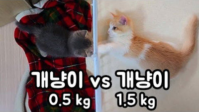 [쪼몰랑이] 2개월 개냥이 vs 5개월 개냥이 : 고양이 합사 진행기