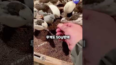 세상에서 제일 작은닭 (메추리보다 작음) #shorts