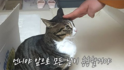 간식도 없이 보름이 만진 큰언니 최후 (두 개의 자아를 가진 고양이)