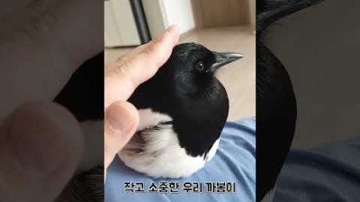 외부) 까치도 쓰다듬어 주는 걸 좋아할까?