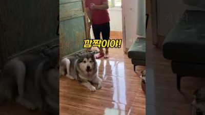 청소하는 모습을 본 댕댕이의 놀라운 행동?