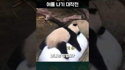 판다의 무더운 여름 나기 대작전