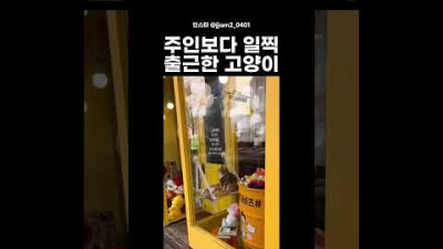 주인보다 일찍 출근한 고양이