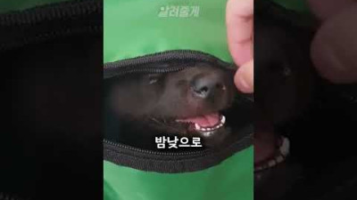 물에 빠진 강아지를 살려낸 남성