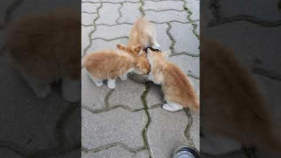 [귀여움주의]쓰레기봉투 속에서 발견한 아기 고양이3마리에게 먹이를 줬더니...